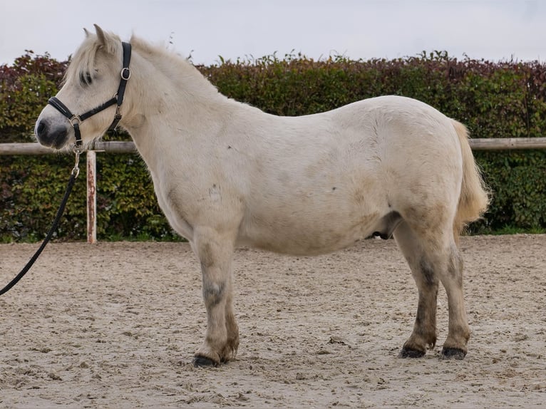 Mini pony Shetland Caballo castrado 13 años 95 cm Tordo in Neustadt (Wied)