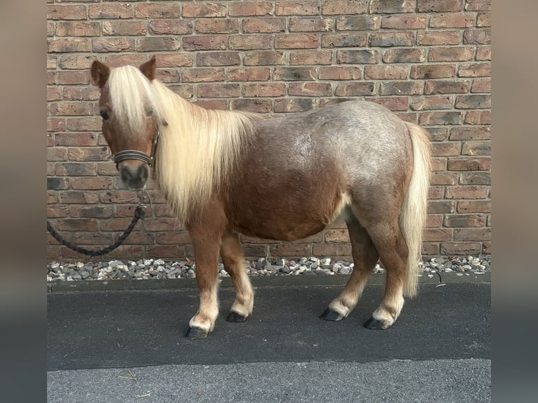 Mini pony Shetland Caballo castrado 14 años 90 cm Musgo marrón in Niederkassel