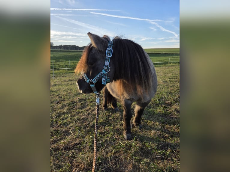 Mini pony Shetland Caballo castrado 14 años 95 cm Grullo in Neuhausen ob Eck