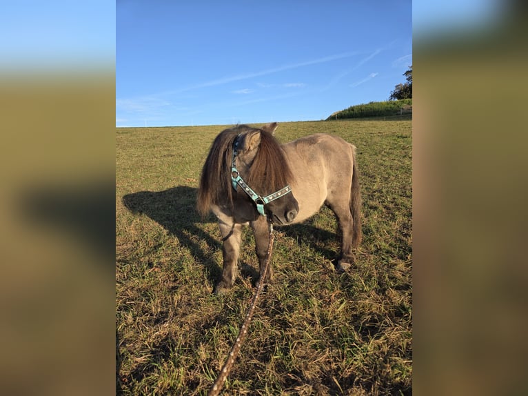 Mini pony Shetland Caballo castrado 14 años 95 cm Grullo in Neuhausen ob Eck