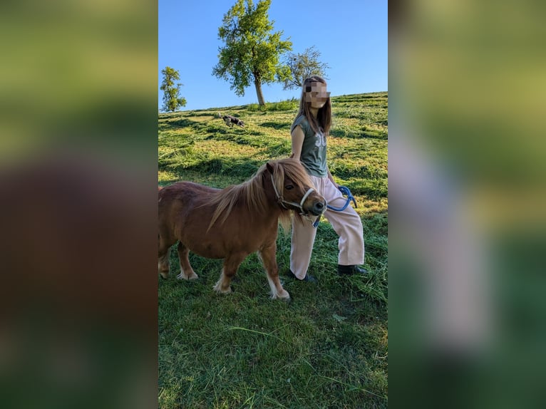Mini pony Shetland Caballo castrado 15 años 87 cm Alazán in Bad Wimpfen