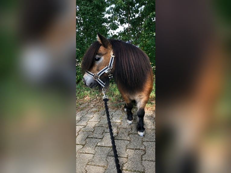 Mini pony Shetland Caballo castrado 16 años 75 cm Castaño in Sommerland