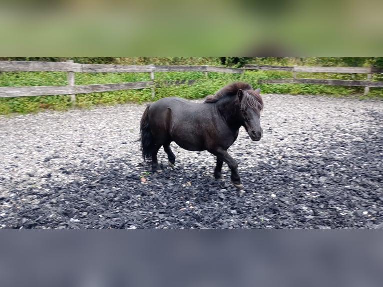 Mini pony Shetland Caballo castrado 16 años 85 cm Negro in Bad Salzuflen