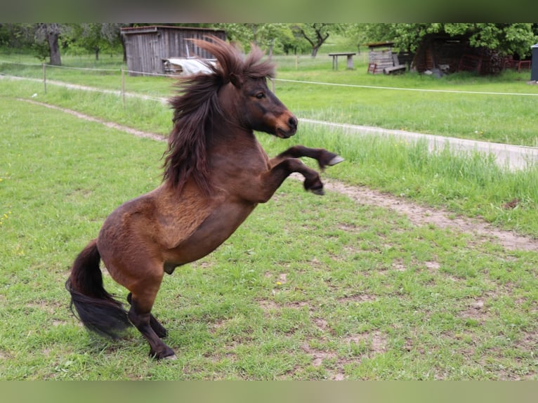 Mini pony Shetland Caballo castrado 17 años 86 cm Castaño in Malsch