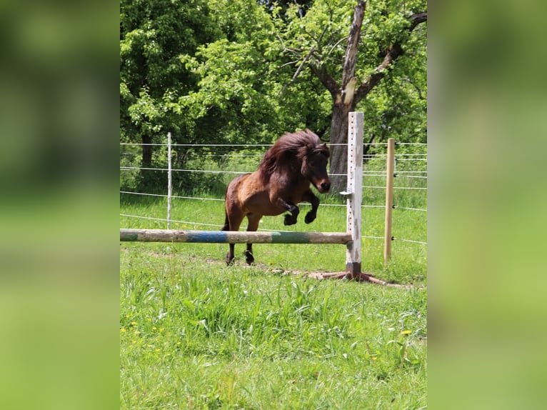 Mini pony Shetland Caballo castrado 17 años 86 cm Castaño in Malsch