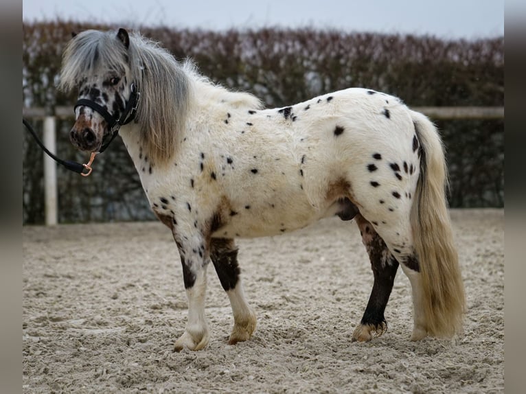 Mini pony Shetland Caballo castrado 2 años 80 cm Atigrado/Moteado in Neustadt (Wied)