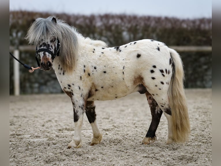 Mini pony Shetland Caballo castrado 2 años 80 cm Atigrado/Moteado in Neustadt (Wied)