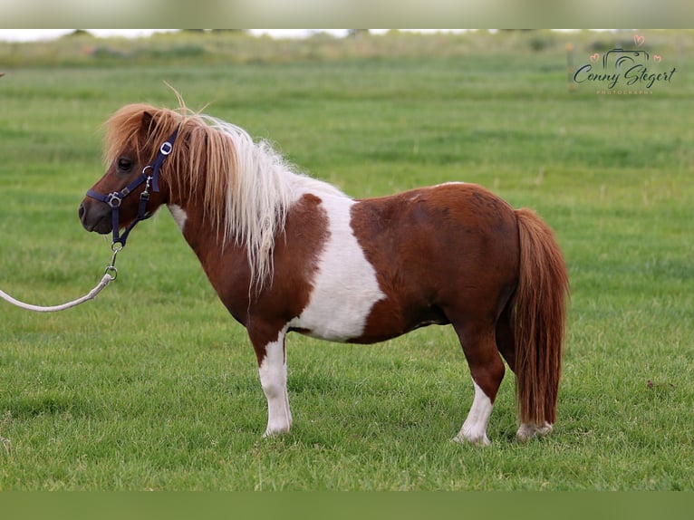 Mini pony Shetland Caballo castrado 3 años 82 cm Pío in Reppichau