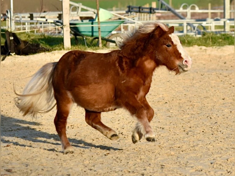 Mini pony Shetland Caballo castrado 3 años 85 cm Alazán in Bubendorf