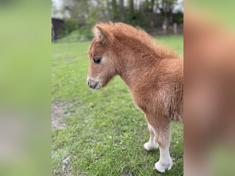 Mini pony Shetland Caballo castrado 3 años 85 cm Alazán in Rheine