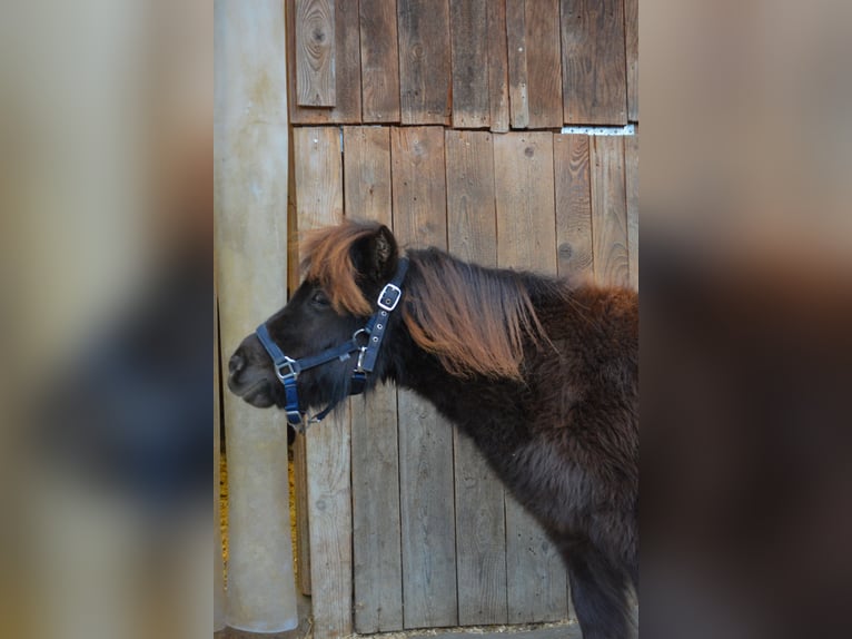 Mini pony Shetland Caballo castrado 3 años 85 cm Alazán-tostado in Riedering