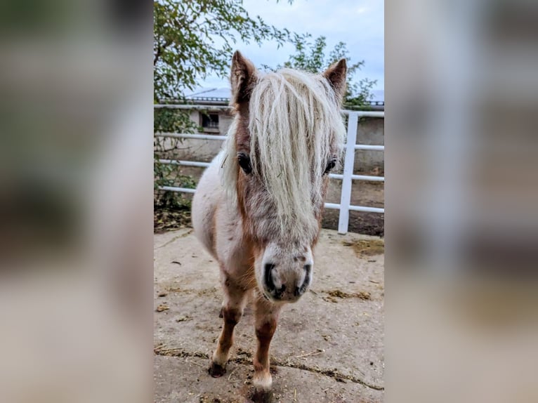 Mini pony Shetland Caballo castrado 3 años 85 cm Atigrado/Moteado in Wengelsdorf