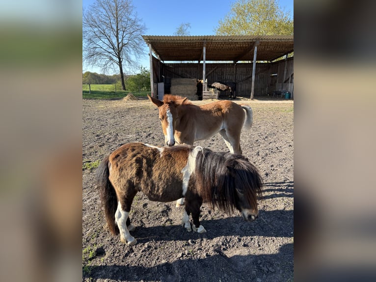 Mini pony Shetland Caballo castrado 3 años 89 cm Pío in Bendestorf