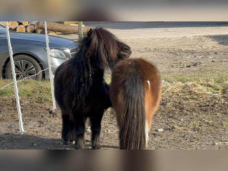 Mini pony Shetland Caballo castrado 3 años 89 cm Pío in Bendestorf