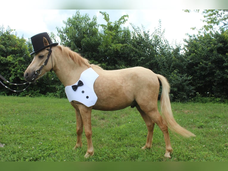 Mini pony Shetland Caballo castrado 3 años 94 cm Palomino in Paris KY