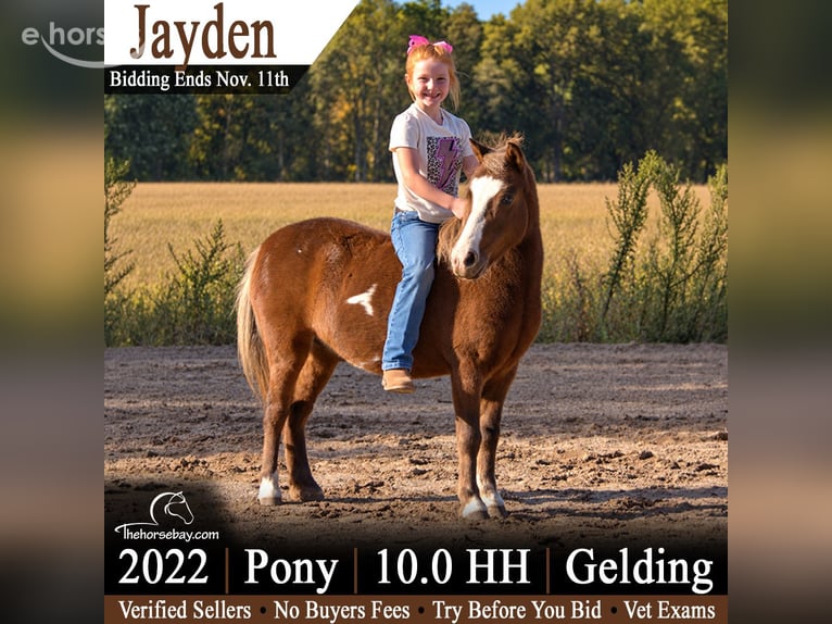 Mini pony Shetland Caballo castrado 4 años 102 cm Alazán rojizo in Saint Joe, IN