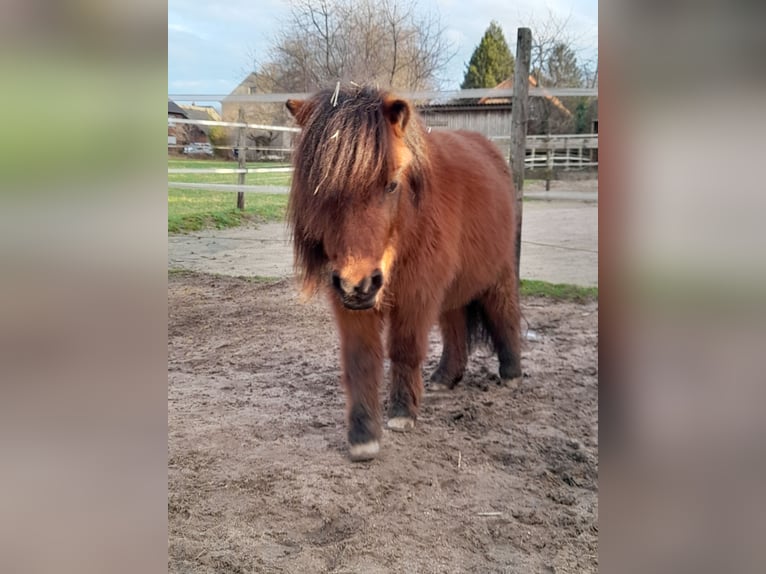 Mini pony Shetland Caballo castrado 4 años 83 cm Castaño in Bornheim