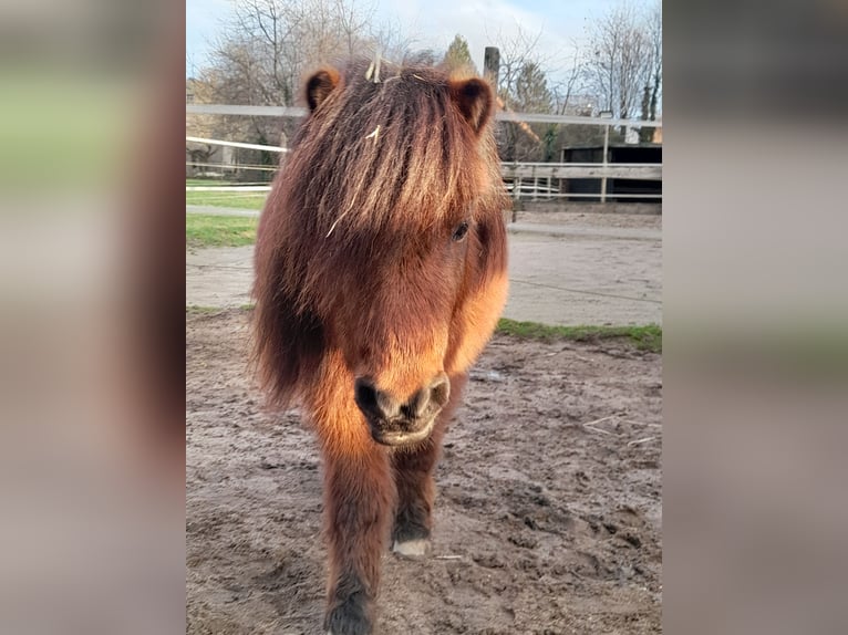 Mini pony Shetland Caballo castrado 4 años 83 cm Castaño in Bornheim