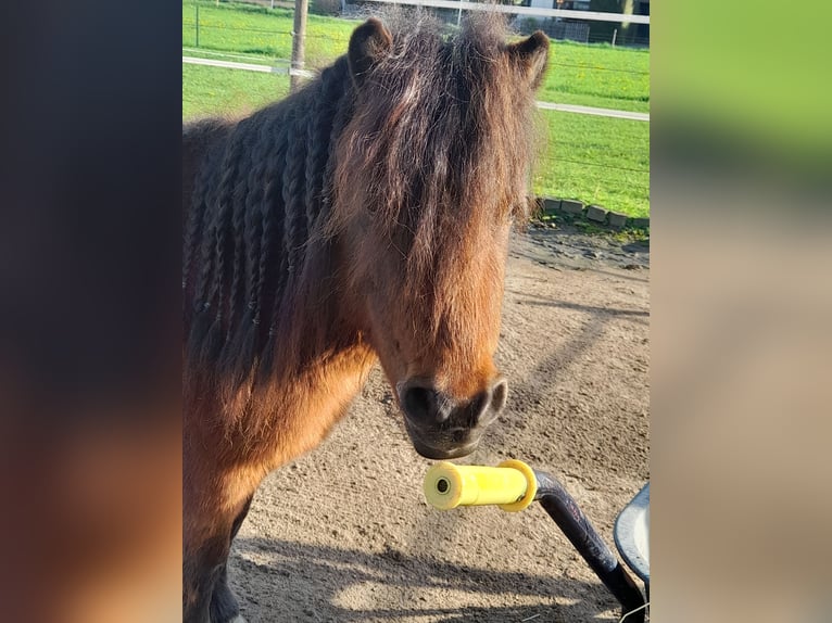 Mini pony Shetland Caballo castrado 4 años 83 cm Castaño in Bornheim