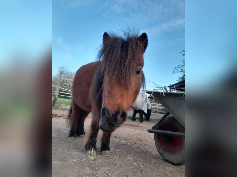 Mini pony Shetland Caballo castrado 4 años 83 cm Castaño in Bornheim