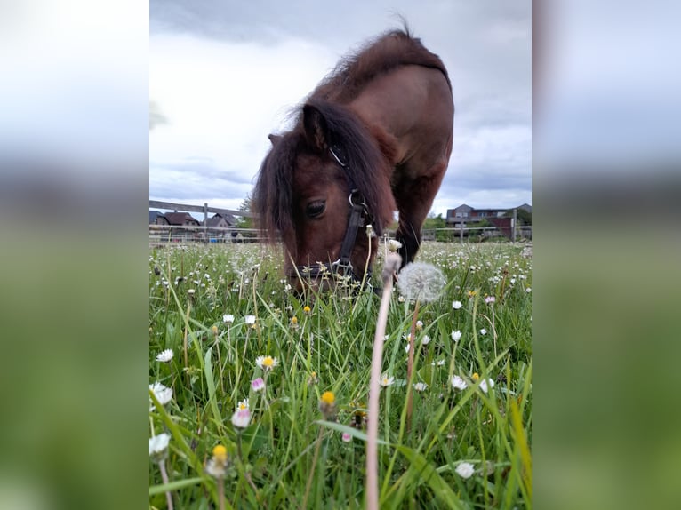 Mini pony Shetland Caballo castrado 4 años 83 cm Castaño in Bornheim