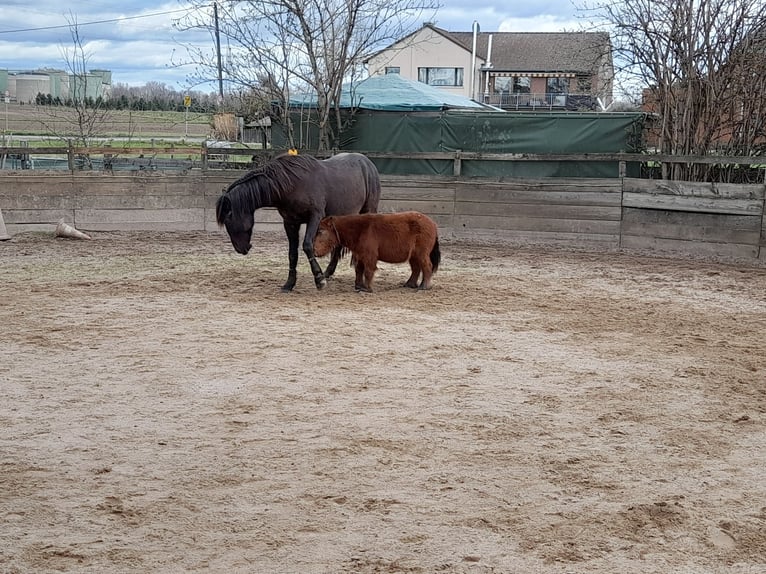 Mini pony Shetland Caballo castrado 4 años 83 cm Castaño in Bornheim