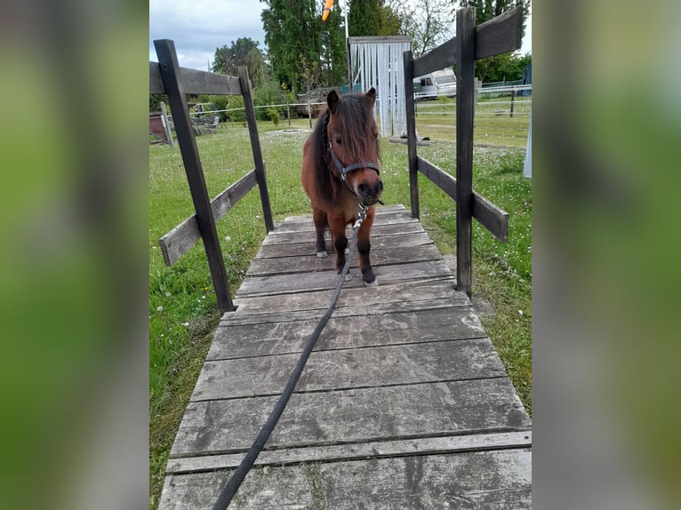 Mini pony Shetland Caballo castrado 4 años 83 cm Castaño in Bornheim