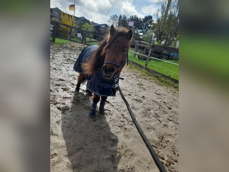 Mini pony Shetland Caballo castrado 4 años 83 cm Castaño in Bornheim