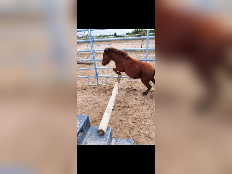 Mini pony Shetland Caballo castrado 4 años 83 cm Castaño in Bornheim