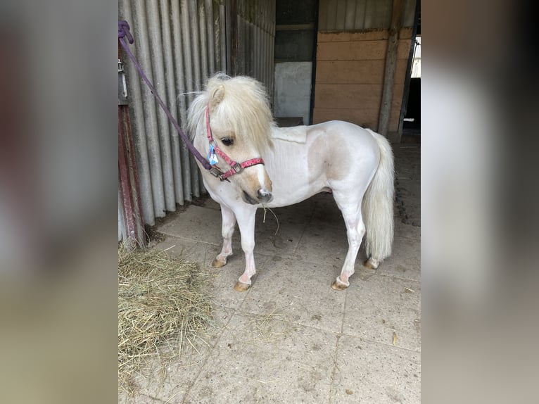 Mini pony Shetland Caballo castrado 4 años 85 cm Palomino in Schwetzingen