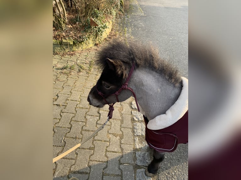 Mini pony Shetland Caballo castrado 4 años 85 cm Ruano azulado in Bretten