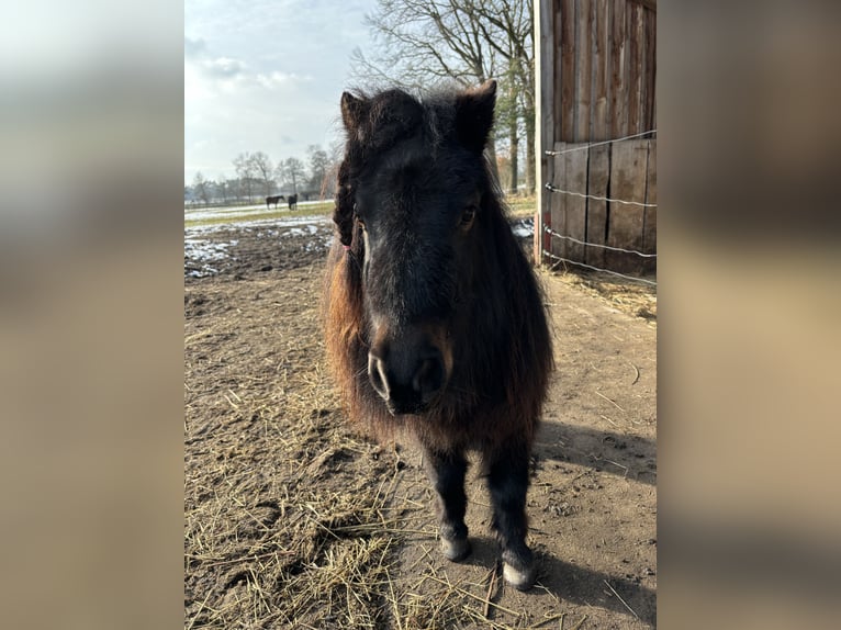Mini pony Shetland Caballo castrado 4 años 89 cm Pío in Bendestorf