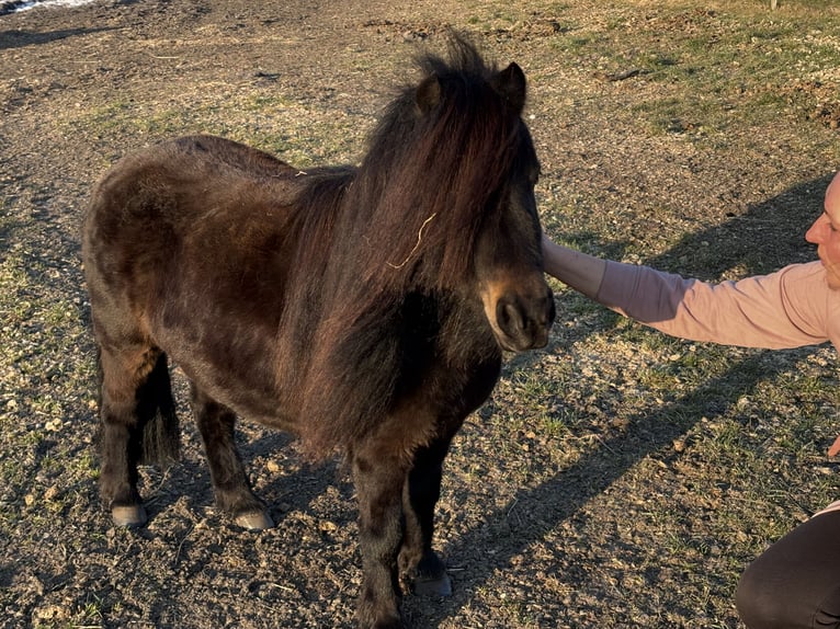 Mini pony Shetland Caballo castrado 4 años 89 cm Pío in Bendestorf