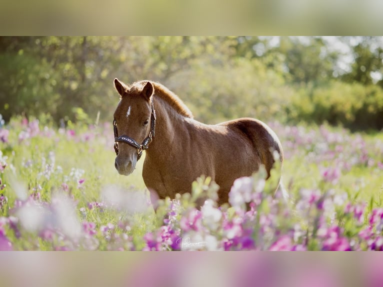 Mini pony Shetland Caballo castrado 4 años 90 cm Alazán in DanstedtWernigerode