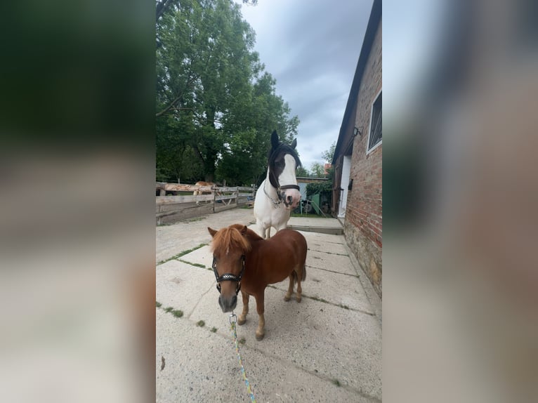 Mini pony Shetland Caballo castrado 4 años 90 cm Alazán in DanstedtWernigerode