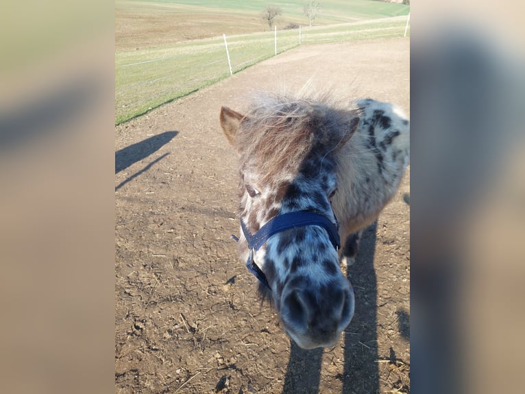 Mini pony Shetland Caballo castrado 4 años 90 cm in Zeulenroda-Triebes