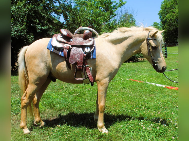 Mini pony Shetland Caballo castrado 4 años 94 cm Palomino in Paris KY