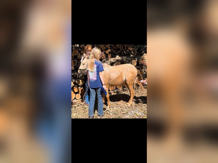 Mini pony Shetland Caballo castrado 4 años 94 cm Palomino in Paris KY