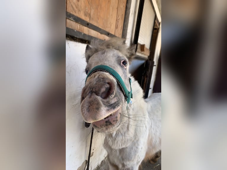 Mini pony Shetland Caballo castrado 4 años 95 cm Tordo in Aspang-Markt