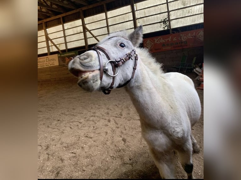 Mini pony Shetland Caballo castrado 4 años 95 cm Tordo in Aspang-Markt