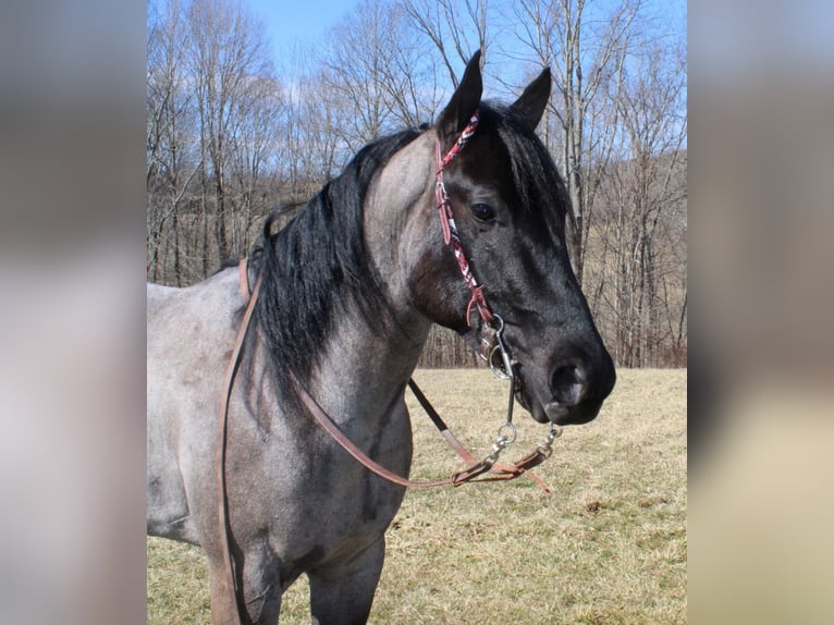 Mini pony Shetland Caballo castrado 5 años 152 cm Ruano azulado in Mt. Vernon, KY