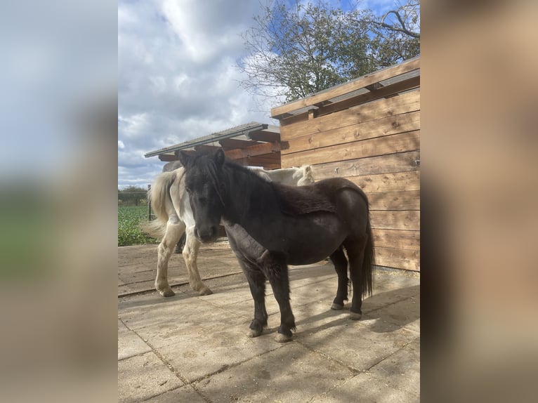 Mini pony Shetland Caballo castrado 5 años 83 cm Negro in Schutterwald