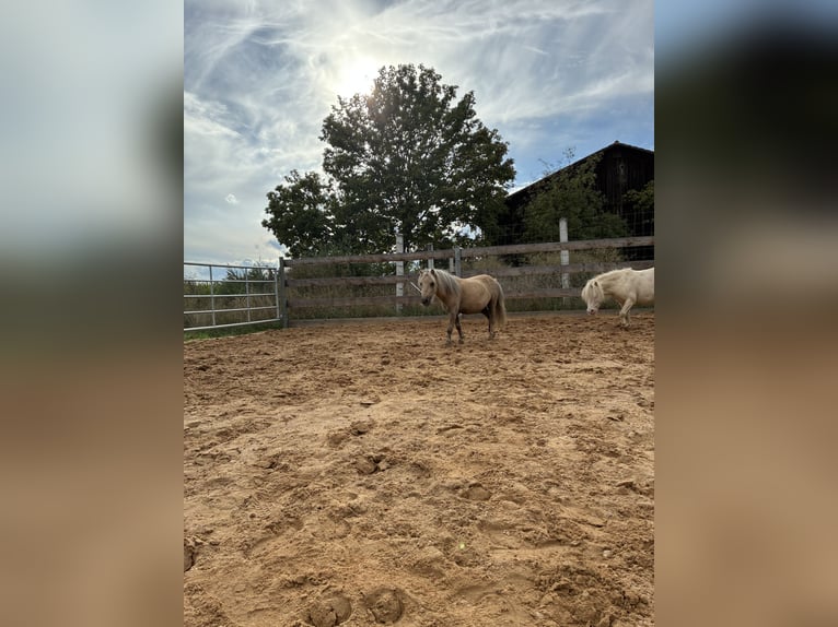 Mini pony Shetland Caballo castrado 5 años 83 cm Palomino in Ehingen am Ries