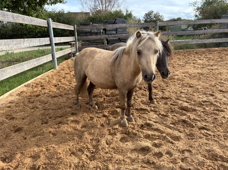 Mini pony Shetland Caballo castrado 5 años 83 cm Palomino in Ehingen am Ries