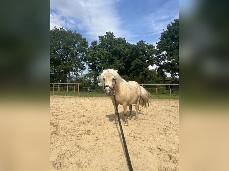 Mini pony Shetland Caballo castrado 5 años 85 cm Palomino in Uplengen