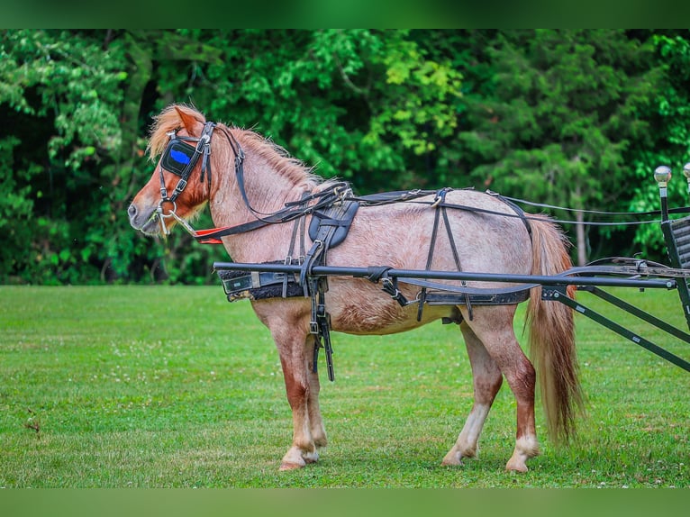 Mini pony Shetland Caballo castrado 5 años 89 cm Ruano alazán in Flemingsburg Ky