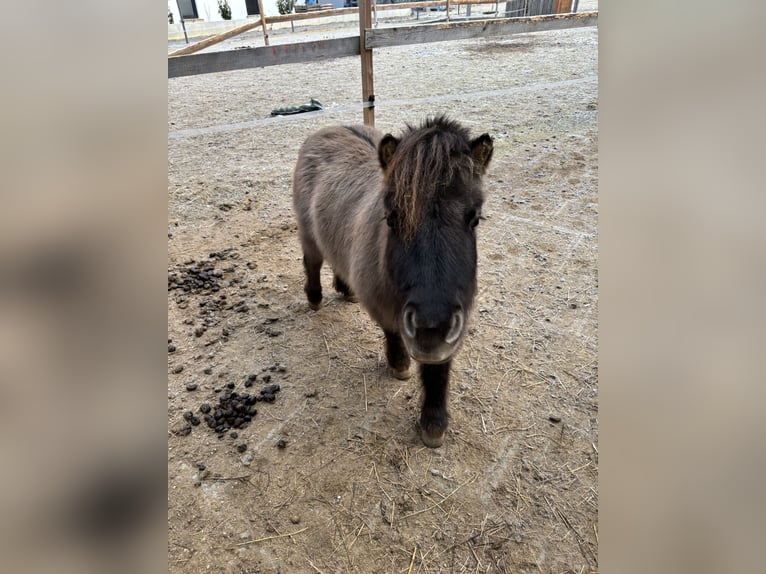 Mini pony Shetland Caballo castrado 5 años 97 cm Grullo in Böheimkirchen