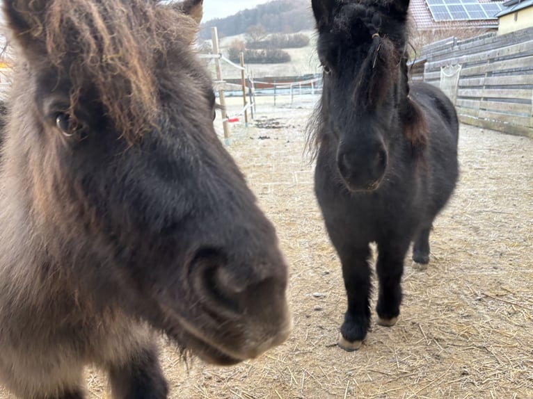 Mini pony Shetland Caballo castrado 6 años 110 cm Negro in St. Pölten