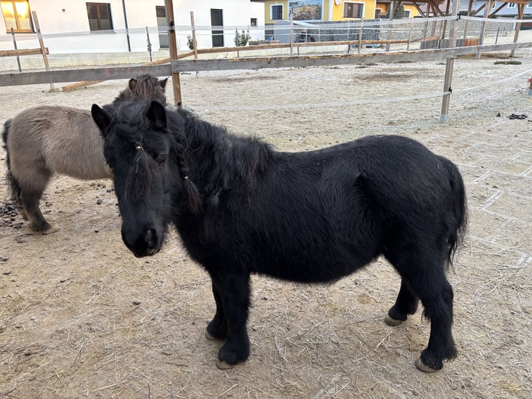 Mini pony Shetland Caballo castrado 6 años 110 cm Negro in St. Pölten