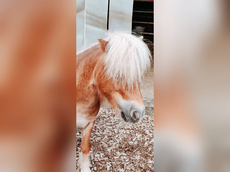 Mini pony Shetland Caballo castrado 6 años 85 cm Castaño claro in Eschen